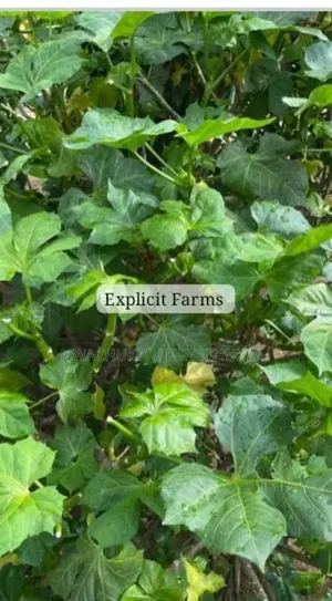 Ganyen Asibiti Kusa (Jatropha Tanjorensis)