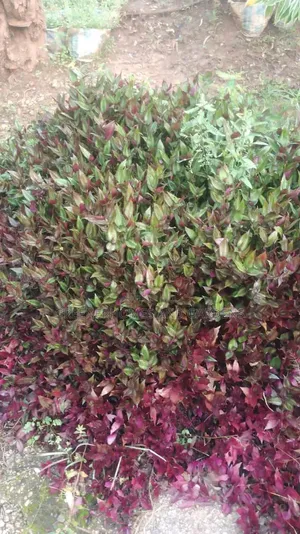 Hanging Plants for Beautifying Spaces