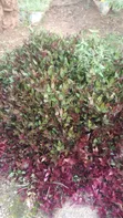 Hanging Plants for Beautifying Spaces - 1