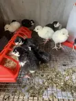 Alternative Farm: Akuyoyi da Kaji Akwai - 1