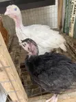 Alternative Farm: Akuyoyi da Kaji Akwai - 2