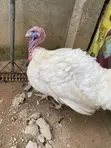 Alternative Farm: Akuyoyi da Kaji Akwai - 3