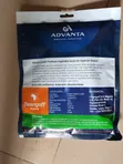 Hybrix 53 Sweet Corn Seeds - 1
