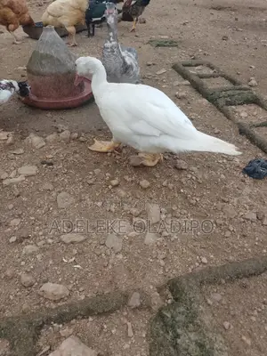 White Duck Male for Sale
