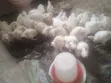 Kaji Na Wata Daya - 1