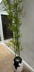 Flower Vase - 2