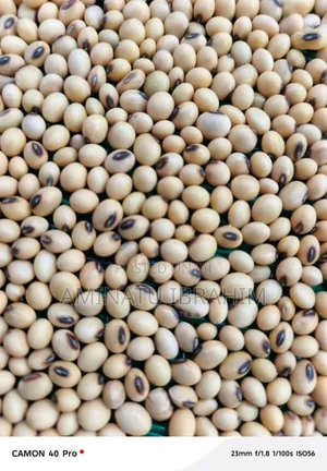 CEO Mustahpa Grains - 100kg Bag