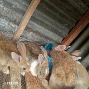 Weaner Rabbits for Sale