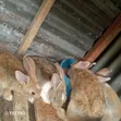 Weaner Rabbits for Sale - 1