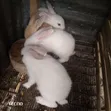 Weaner Rabbits for Sale - 2