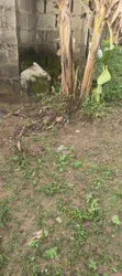 Rabin Rabin Filin Dadi Don Siyawa A Ojodu - 2