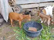Shahel da Kananan Awaki na Afirka don Siyarwa - 5
