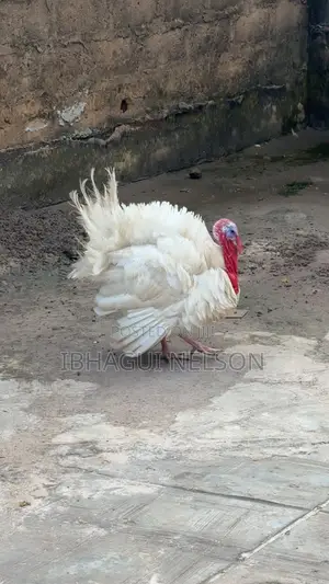 Full Grown Male Turkey for Sale