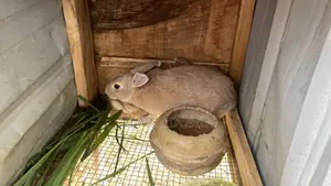 Weaner Rabbits for Sale