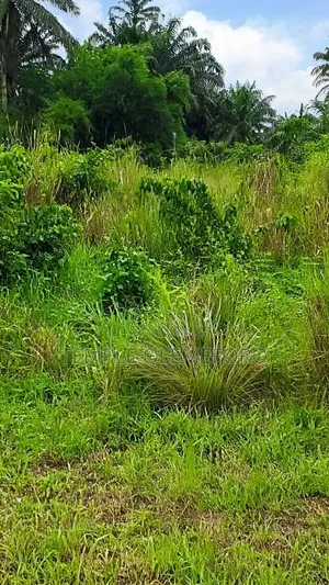 Prime View Estate, Isiokpo - Residential Plot