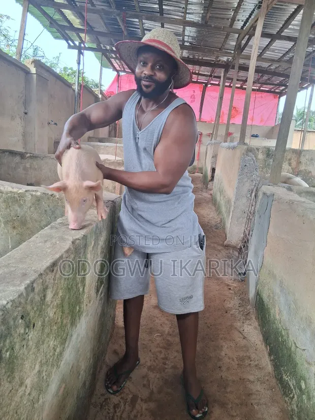 Pig Weaners Akwai - 1