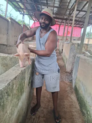 Pig Weaners Akwai