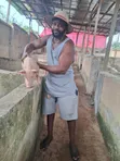 Pig Weaners Akwai - 1