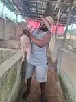 Pig Weaners Akwai - 2