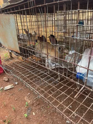 Healthy Male and Female Rabbits