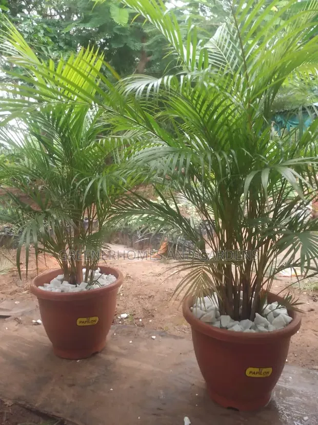 Golden Palms Plant - 1