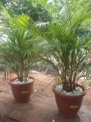 Golden Palms Plant