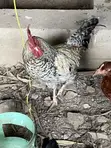 Fulani Chicken - Fully Matured - 1