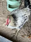 Fulani Chicken - Fully Matured - 2