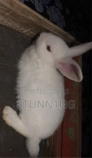 Zakin Sabuwar Zealand Fari & Baki, Holland Lop