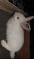 Zakin Sabuwar Zealand Fari & Baki, Holland Lop - 1