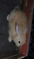 Zakin Sabuwar Zealand Fari & Baki, Holland Lop - 2