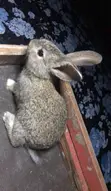 Zakin Sabuwar Zealand Fari & Baki, Holland Lop - 4