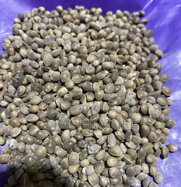 Hemp Seeds - 1