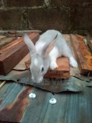 Adorable Rabbit - Quality Breed