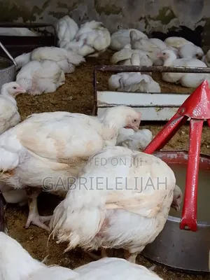 Broilers for Sale