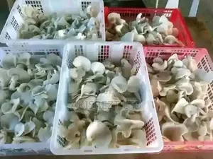 Dehydrated Mushroom - 1kg Available