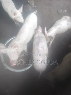 Large White & Camborough Pigs