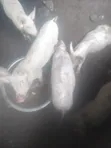Large White & Camborough Pigs - 1