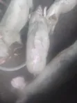 Large White & Camborough Pigs - 2