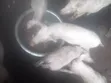 Large White & Camborough Pigs - 3