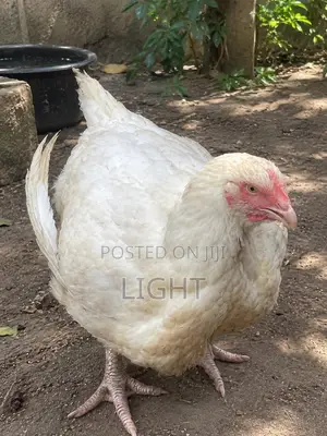 Organic Broiler Birds (3 Available)