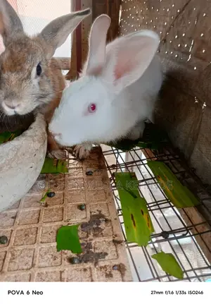 Dankali na Kasashen Waje Don Siyarwa