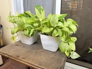 Snow Queen Pothos Plant with 2 White Pots