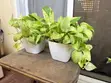 Snow Queen Pothos Plant with 2 White Pots - 1