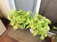 Snow Queen Pothos Plant with 2 White Pots - 2