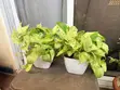 Snow Queen Pothos Plant with 2 White Pots - 3