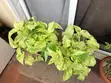 Snow Queen Pothos Plant with 2 White Pots - 4