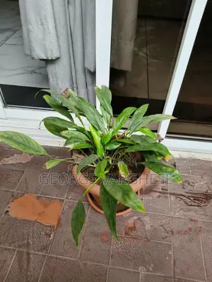 Peace Lily Plant with Brown Pot and Drip Tray