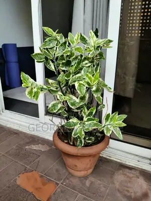 Pedilanthus Plant in Brown Pot