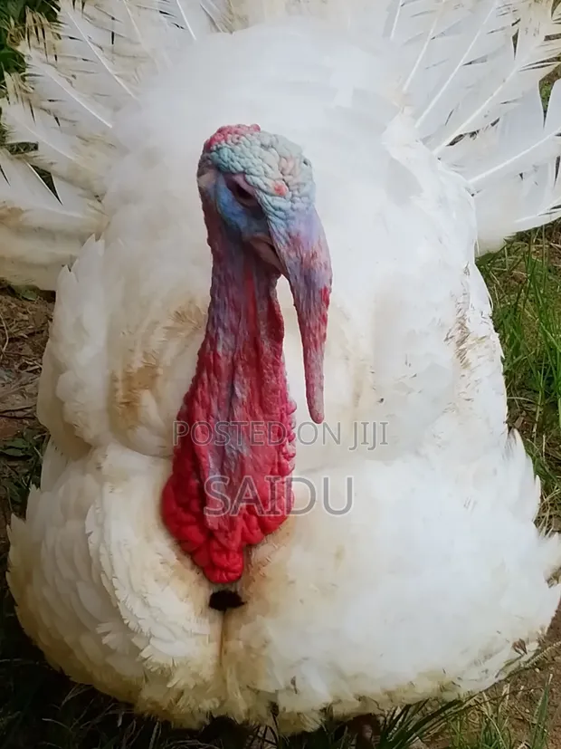 Kaji Turawa Lafiya - Watan 7, 18kg+ - 1